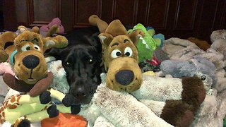 Great Dane hides in toys just like E.T.