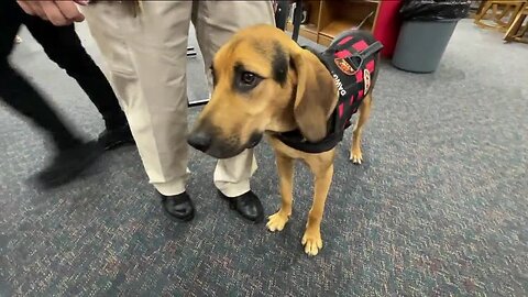 Citrus County School District uses dog to detect vapes in schools