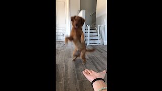 Doggy Gives Paw On Command In Hilarious Fashion