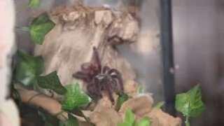 Titta inte på denna video om du är rädd för spindlar!