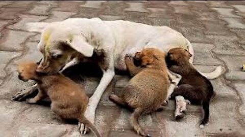 3 Street Mother Dogs and her Newborn Puppies, Feeding to Street Mother Dog and Poor Small Puppies