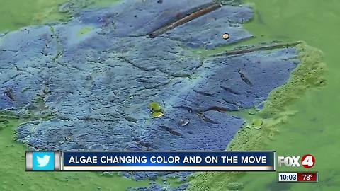 Algae changing color and on the move