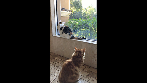 Two Cats are Fascinated by Funny Squirrel