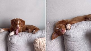 Puppy Adorably Sleeps On The Couch