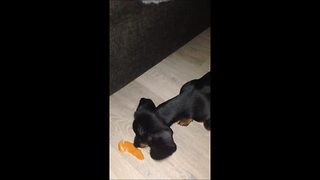 Piece of fruit makes puppy go crazy