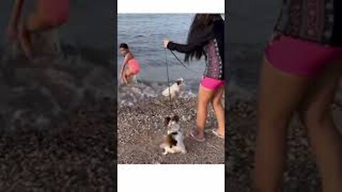 FUNNY VIDEO Dog reacts to ocean waves #shorts #funnyvideo