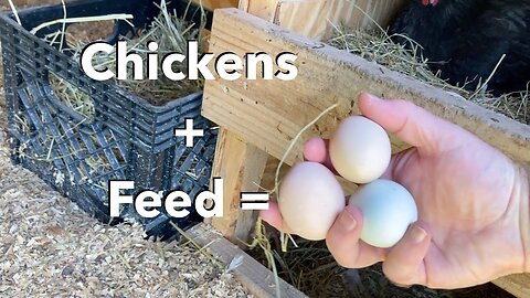 Care and Feeding of Chickens - Moving the Spring Chickens