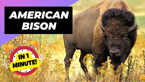 American Bison - In 1 Minute! 🦬 One Of The Tallest Animals In The World | 1 Minute Animals