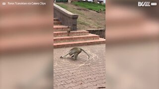 Crazy Thailand monkey gets in a spin drawing circles in the ground