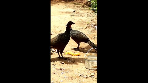 Jacu e sua família deliciando-se com mamões frescos na terra Jacuaçu, jacuguaçu, guans