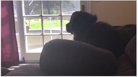 Funny Newfoundland plays hide-and-seek with little girl