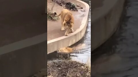 Distracted lion takes a tumble