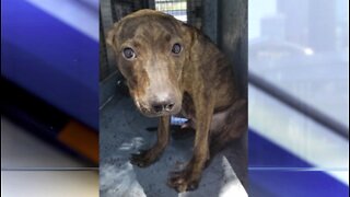 Police: Dog rescued from crate in sweltering heat at Boynton Beach home