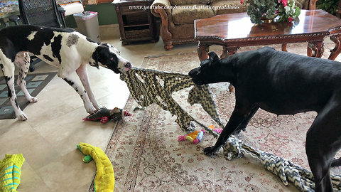 Great Danes VS Blanket ~ It Doesn't End Well For The Blanket