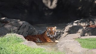Devereaux Tiger Forest opens at the Detroit Zoo