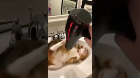 Cute cat with hair dryer 😍😁😂 #shorts #Beautifulworld