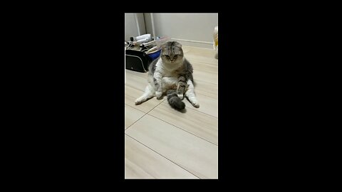 A cat acting like a human.
