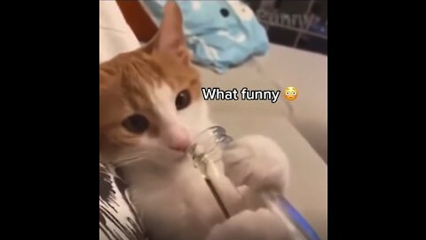 drink a small shot funny cat/cute cat Funny Cat Videos - Cat videos 2021 | Life Funny Pets?