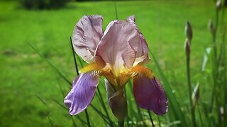 🌷 Purple Spring Iris 🌷