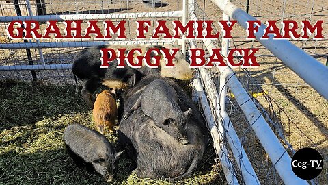 Graham Family Farm: Piggy Back
