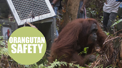 Pictures show baby orangutan saved from danger