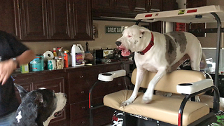 Funny Great Dane Complains About Getting Off the Golf Cart