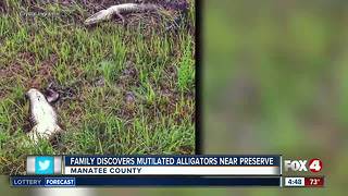 Mutilated gators found in Manatee County