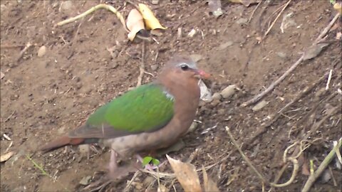 The Emerald Dove, RELAX your Mind