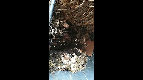 Worm bins and meat rabbits! A glimpse into our permaculture homestead.