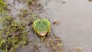 Frog uses loud scream as self-defense technique