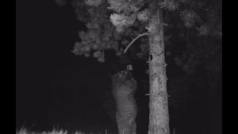 Bear Trouble-Critter Cam 2019