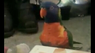 Head Banging Parrot