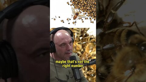 The Brutal Battle Between Bees and Hornets - Hornets VS Bees - Joe Rogan and Forrest Galante