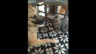 Cat cuddles with dog while he wants to have a nap