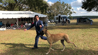 Great Danes Have Great Day as Spectators at Brooksville Florida Dog Show