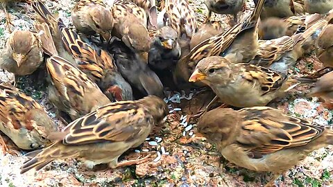Little Closer Look at Sparrows on the Feeding Rock