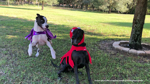 Great Danes Have Octopus And Lobster Halloween Costume Fun