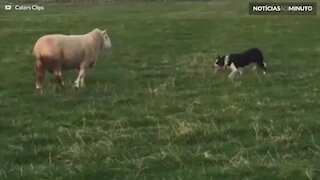 Ovelha rebelde derruba cão pastor em combate