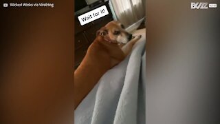 Cachorro deita em cima gato e o transforma em almofada!