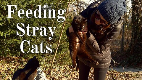 Feeding Stray Cats 😺 Filling Up Feral Felines