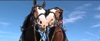 Budweiser Clydesdales to visit Boulder City March 24