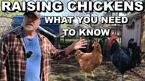 How to get started raising chickens