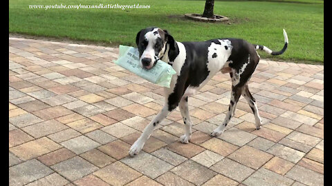 Training Great Danes to deliver the newspaper is a work in progress