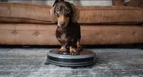 Este cão salsicha adora ajudar na limpeza!