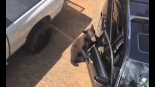 Bear invades car and uses it as toilet