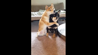 Adorable Dog Loves To Hug His Brother