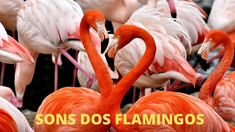 Sons dos Flamingos