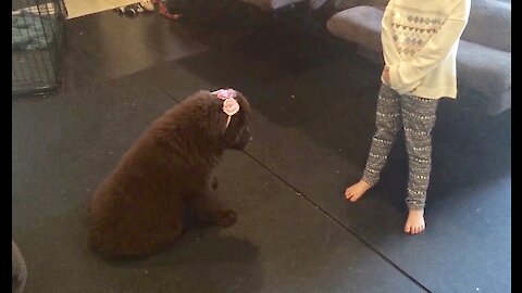 Sweet Newfoundland puppy gets dressed up