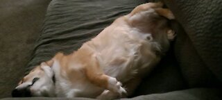 Corgi nap