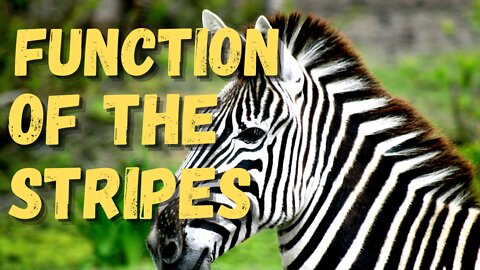 Quick Facts About Zebra